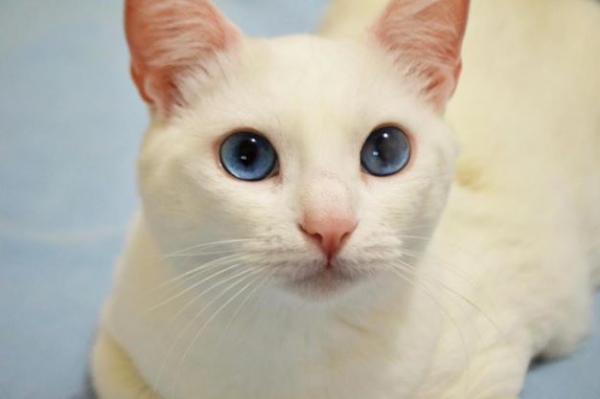 gatinha Branca 2 petperdidos.com