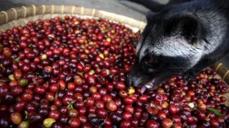 Café dos civetes - Imagem- BBC Brasil