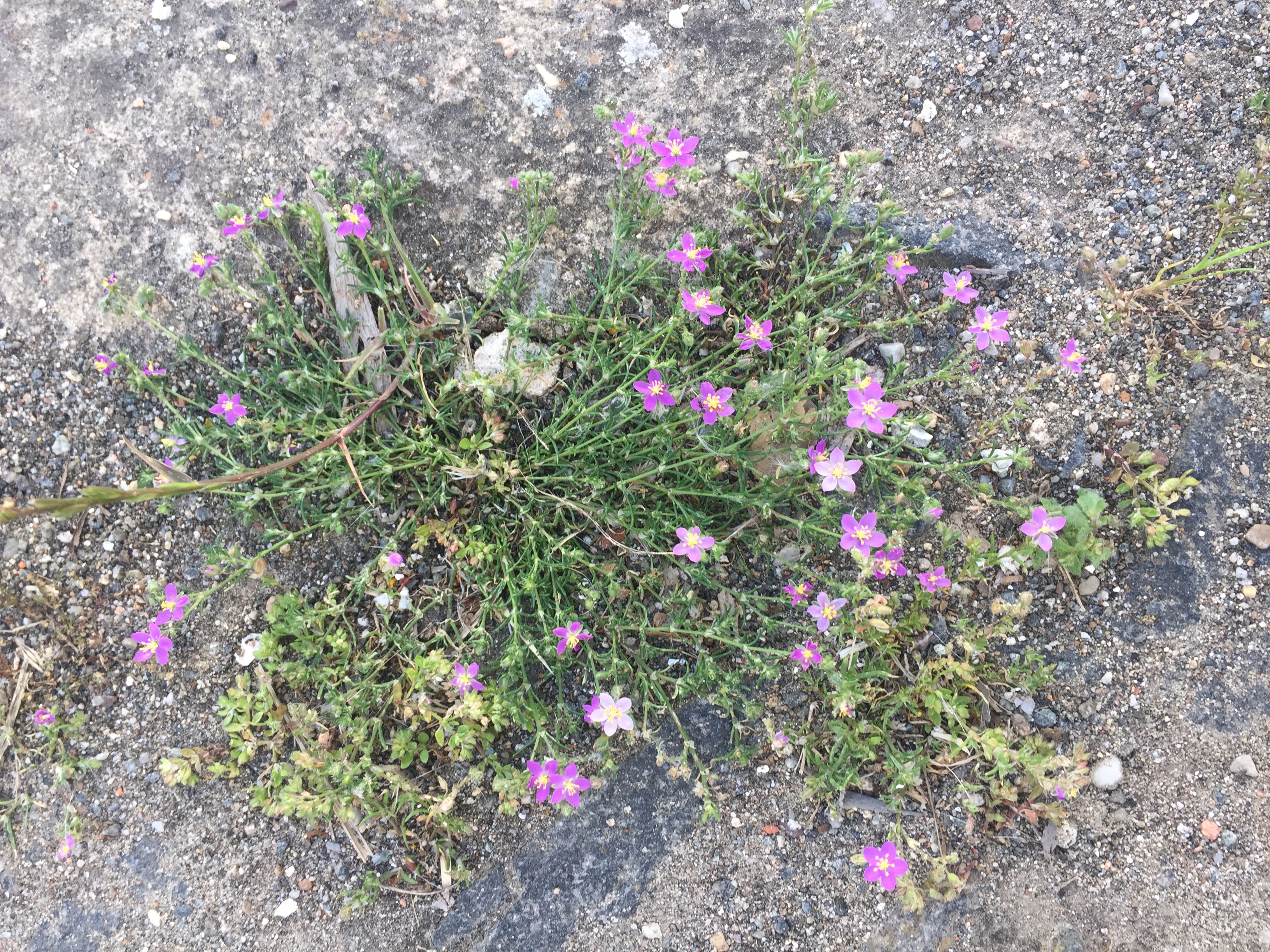 As ervinhas nos passeios