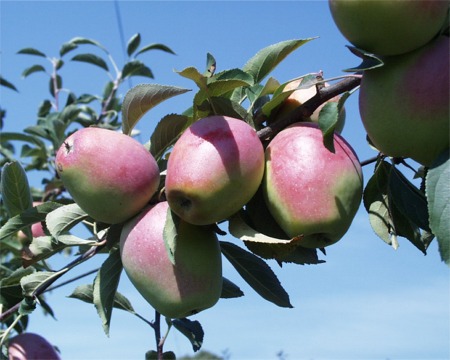 Vamos mudar os hábitos alimentares